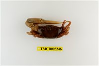 藏品(弧邊管招潮蟹)的圖片